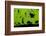 Leafcutter Ants (Atta Sp) Colony Harvesting a Banana Leaf, Costa Rica-Bence Mate-Framed Photographic Print