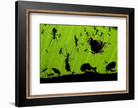 Leafcutter Ants (Atta Sp) Colony Harvesting a Banana Leaf, Costa Rica-Bence Mate-Framed Photographic Print