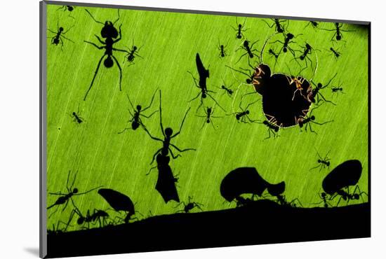 Leafcutter Ants (Atta Sp) Colony Harvesting a Banana Leaf, Costa Rica-Bence Mate-Mounted Photographic Print
