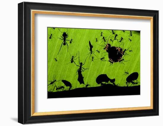 Leafcutter Ants (Atta Sp) Colony Harvesting a Banana Leaf, Costa Rica-Bence Mate-Framed Photographic Print