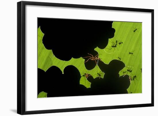 Leafcutter Ants (Atta Sp) Colony Harvesting a Banana Leaf, Costa Rica-Bence Mate-Framed Photographic Print