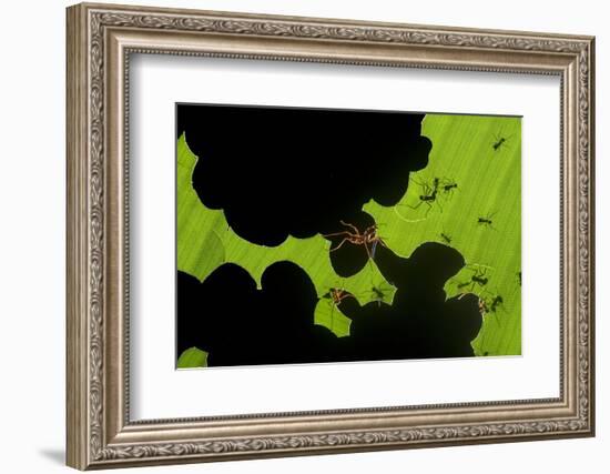 Leafcutter Ants (Atta Sp) Colony Harvesting a Banana Leaf, Costa Rica-Bence Mate-Framed Photographic Print