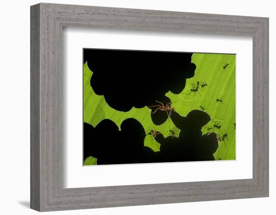 Leafcutter Ants (Atta Sp) Colony Harvesting a Banana Leaf, Costa Rica-Bence Mate-Framed Photographic Print