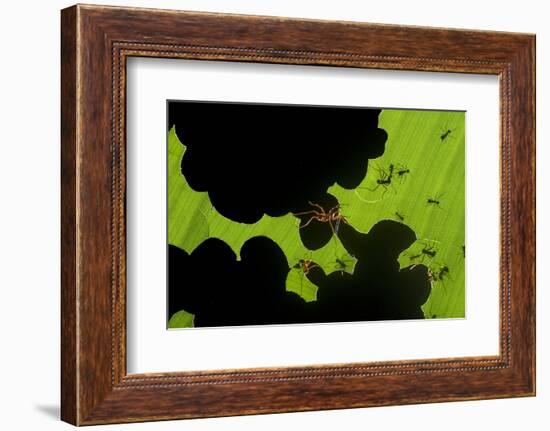 Leafcutter Ants (Atta Sp) Colony Harvesting a Banana Leaf, Costa Rica-Bence Mate-Framed Photographic Print