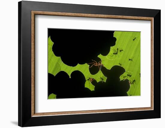 Leafcutter Ants (Atta Sp) Colony Harvesting a Banana Leaf, Costa Rica-Bence Mate-Framed Photographic Print