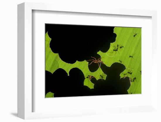 Leafcutter Ants (Atta Sp) Colony Harvesting a Banana Leaf, Costa Rica-Bence Mate-Framed Photographic Print