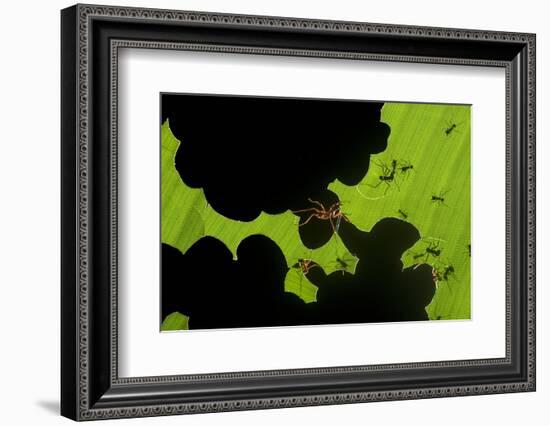 Leafcutter Ants (Atta Sp) Colony Harvesting a Banana Leaf, Costa Rica-Bence Mate-Framed Photographic Print