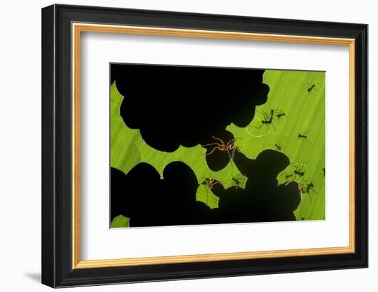 Leafcutter Ants (Atta Sp) Colony Harvesting a Banana Leaf, Costa Rica-Bence Mate-Framed Photographic Print