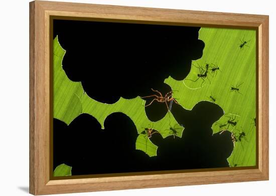 Leafcutter Ants (Atta Sp) Colony Harvesting a Banana Leaf, Costa Rica-Bence Mate-Framed Premier Image Canvas