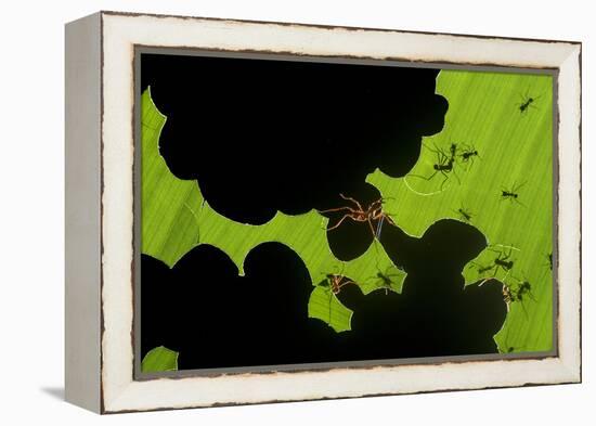 Leafcutter Ants (Atta Sp) Colony Harvesting a Banana Leaf, Costa Rica-Bence Mate-Framed Premier Image Canvas