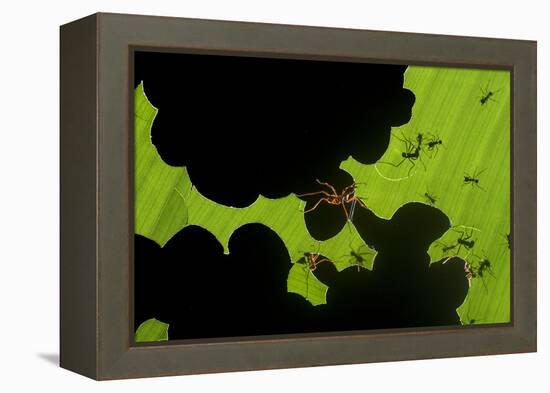 Leafcutter Ants (Atta Sp) Colony Harvesting a Banana Leaf, Costa Rica-Bence Mate-Framed Premier Image Canvas