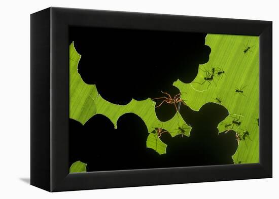 Leafcutter Ants (Atta Sp) Colony Harvesting a Banana Leaf, Costa Rica-Bence Mate-Framed Premier Image Canvas