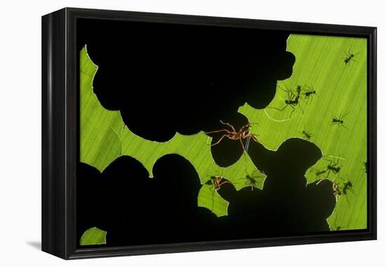 Leafcutter Ants (Atta Sp) Colony Harvesting a Banana Leaf, Costa Rica-Bence Mate-Framed Premier Image Canvas