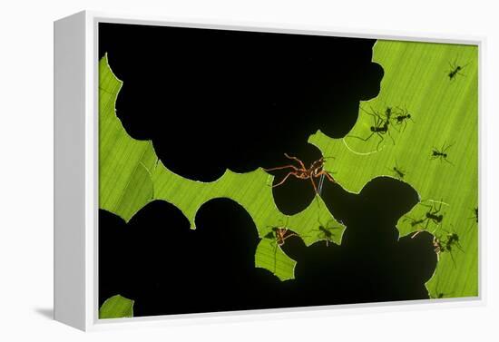 Leafcutter Ants (Atta Sp) Colony Harvesting a Banana Leaf, Costa Rica-Bence Mate-Framed Premier Image Canvas