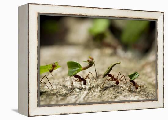 Leafcutter Ants, Costa Rica-Paul Souders-Framed Premier Image Canvas