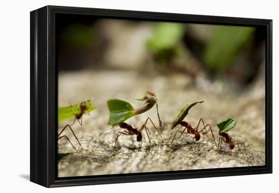 Leafcutter Ants, Costa Rica-Paul Souders-Framed Premier Image Canvas