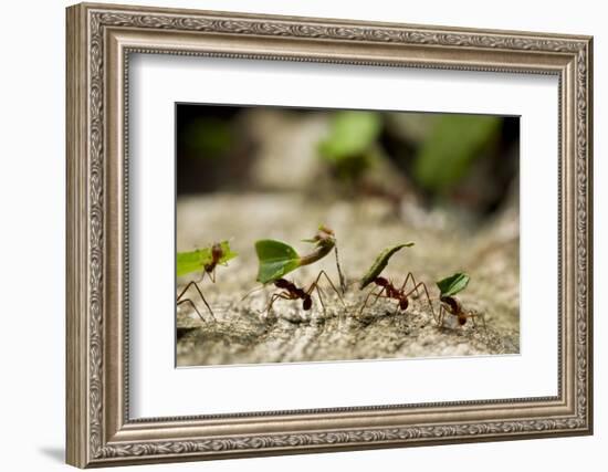 Leafcutter Ants, Costa Rica-Paul Souders-Framed Photographic Print