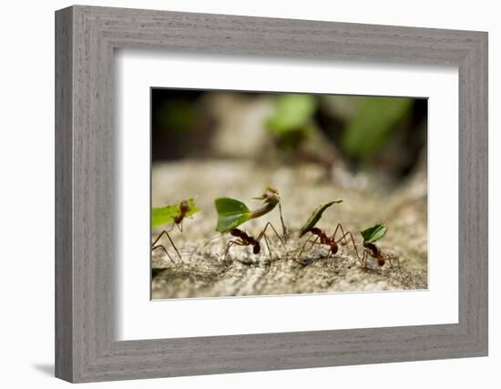 Leafcutter Ants, Costa Rica-Paul Souders-Framed Photographic Print
