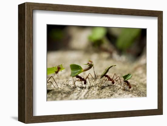 Leafcutter Ants, Costa Rica-Paul Souders-Framed Photographic Print