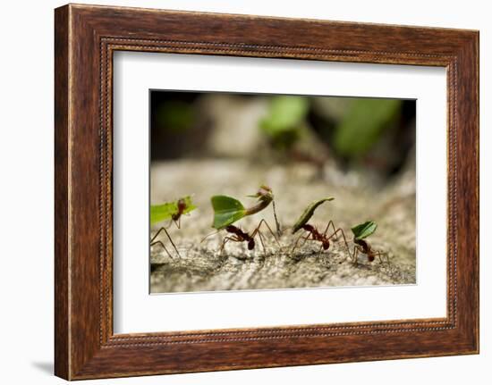 Leafcutter Ants, Costa Rica-Paul Souders-Framed Photographic Print