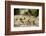 Leafcutter Ants, Costa Rica-Paul Souders-Framed Photographic Print