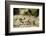 Leafcutter Ants, Costa Rica-Paul Souders-Framed Photographic Print