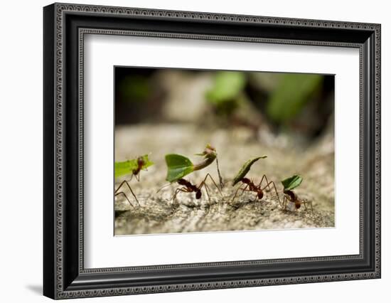 Leafcutter Ants, Costa Rica-Paul Souders-Framed Photographic Print