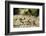 Leafcutter Ants, Costa Rica-Paul Souders-Framed Photographic Print