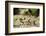 Leafcutter Ants, Costa Rica-Paul Souders-Framed Photographic Print