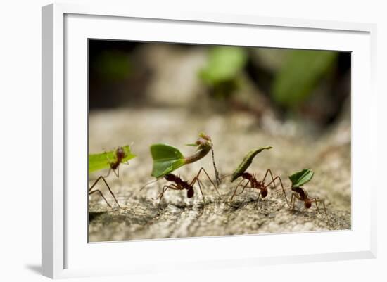 Leafcutter Ants, Costa Rica-Paul Souders-Framed Photographic Print