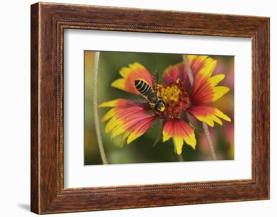 Leafcutter bee feeding on Indian Blanket, Texas, USA-Rolf Nussbaumer-Framed Photographic Print