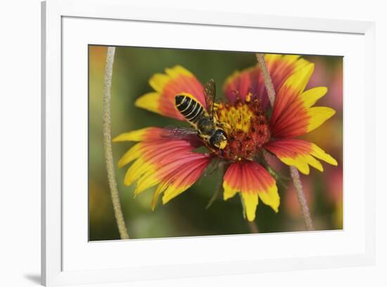 Leafcutter bee feeding on Indian Blanket, Texas, USA-Rolf Nussbaumer-Framed Premium Photographic Print