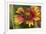 Leafcutter bee feeding on Indian Blanket, Texas, USA-Rolf Nussbaumer-Framed Premium Photographic Print