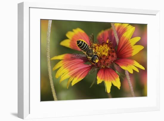 Leafcutter bee feeding on Indian Blanket, Texas, USA-Rolf Nussbaumer-Framed Premium Photographic Print