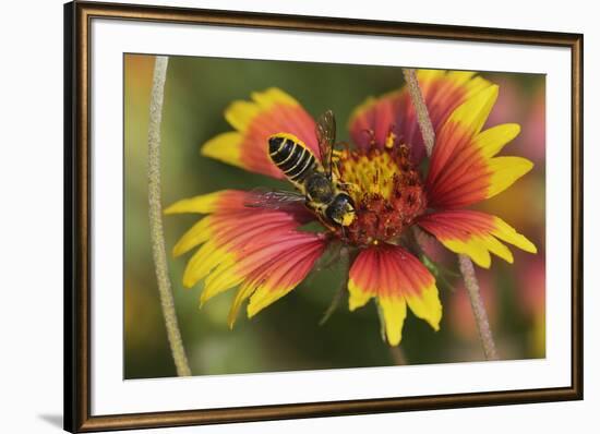 Leafcutter bee feeding on Indian Blanket, Texas, USA-Rolf Nussbaumer-Framed Premium Photographic Print