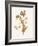 Leafed Botanical 4-Sweet Melody Designs-Framed Art Print