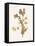 Leafed Botanical 4-Sweet Melody Designs-Framed Stretched Canvas