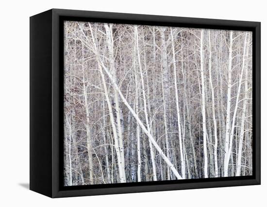 Leafless quaking aspens form a pattern, Boulder Mountain, Utah, USA-Panoramic Images-Framed Premier Image Canvas