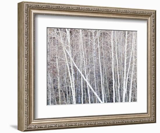 Leafless quaking aspens form a pattern, Boulder Mountain, Utah, USA-Panoramic Images-Framed Photographic Print