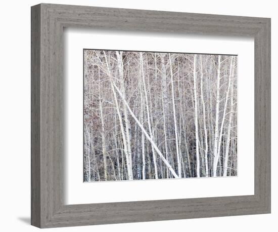 Leafless quaking aspens form a pattern, Boulder Mountain, Utah, USA-Panoramic Images-Framed Photographic Print
