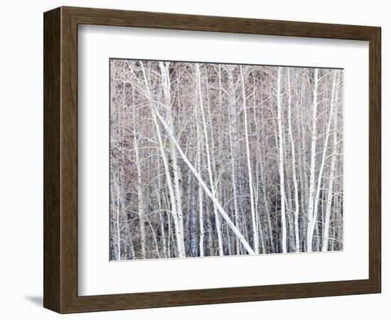 Leafless quaking aspens form a pattern, Boulder Mountain, Utah, USA-Panoramic Images-Framed Photographic Print