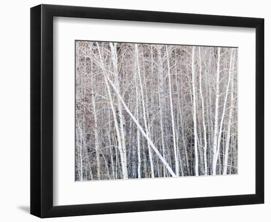 Leafless quaking aspens form a pattern, Boulder Mountain, Utah, USA-Panoramic Images-Framed Photographic Print