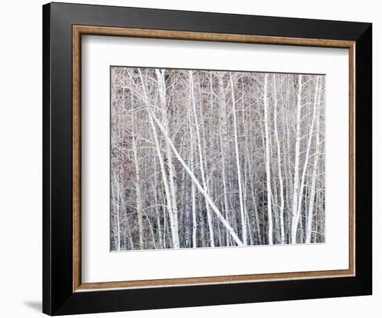 Leafless quaking aspens form a pattern, Boulder Mountain, Utah, USA-Panoramic Images-Framed Photographic Print