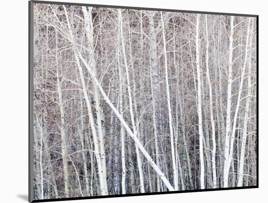 Leafless quaking aspens form a pattern, Boulder Mountain, Utah, USA-Panoramic Images-Mounted Photographic Print