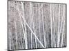 Leafless quaking aspens form a pattern, Boulder Mountain, Utah, USA-Panoramic Images-Mounted Photographic Print