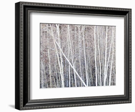 Leafless quaking aspens form a pattern, Boulder Mountain, Utah, USA-Panoramic Images-Framed Photographic Print