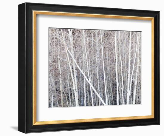 Leafless quaking aspens form a pattern, Boulder Mountain, Utah, USA-Panoramic Images-Framed Photographic Print