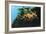 Leafly Sea Dragon-Durwood Coffey-Framed Giclee Print