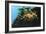 Leafly Sea Dragon-Durwood Coffey-Framed Giclee Print