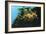 Leafly Sea Dragon-Durwood Coffey-Framed Giclee Print